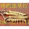 滨州回收冬虫夏草15673275555青岛回收虫草最高价