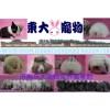 加盟中国专业的宠物兔养殖场基地宠物兔批发济南东大