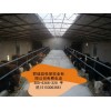 陕西省宝鸡市大型肉牛养殖基地