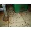 广州宾馆灭蟑螂，广州宾馆杀蟑螂公司，广州宾馆除蟑螂