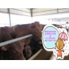 泰兴市一头二百斤小肉牛多少钱