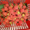 供应野生水果红树莓堂叶覆盆子果苗