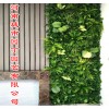 河南郑州空气净化植物墙有哪些功效制作_绿化行业领先品牌