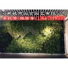 河南城市园丁_郑州健身房植物墙制作,垂直绿化
