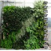郑州健身房植物墙制作-设计师绿墙
