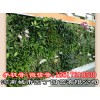 郑州健身房植物墙制作|垂直绿化|——河南城市园丁园艺有限公司