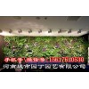 郑州健身房植物墙制作_立体垂直绿化_河南城市园丁园艺有限公司