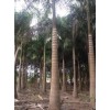 大王椰子绿盈园艺场