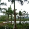 大王椰子种植基地、批发、绿盈园艺场