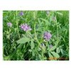 进口紫花苜蓿种子  出芽率高