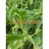 非洲冰草 非洲冰草种子 冰菜种子 保健蔬菜种子  冰草种子