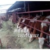 肉牛犊价格张北县牛市场西门塔尔肉牛犊