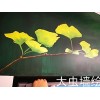 成都温江大虫墙绘：手绘墙绘的步骤