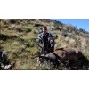 新西兰红鹿狩猎之旅