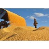 汉江合作社常年求购玉米荞麦大豆高粱碎米等原料