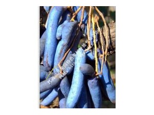 大量供应丰富养生水果神农蓝蕉果生产量