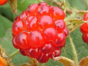 批发供应野生野味水果红树莓开发