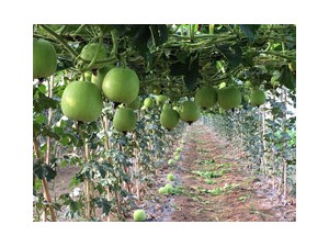 农业栽培香芋冬瓜种子技术种植基地