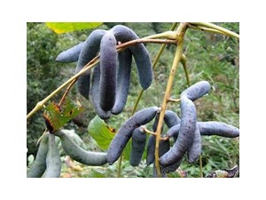 市场直供营养养生神农蓝蕉果特色栽培