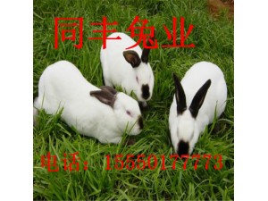 杂交野兔养殖前景种兔价格