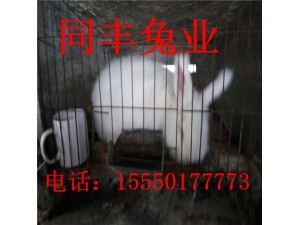 中国野兔养殖基地