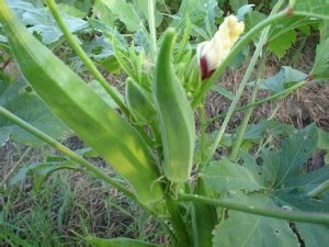 优质保健蔬菜种子批发|黄秋葵|补肾菜种子