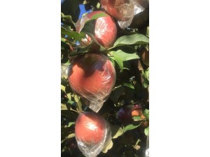 山东潍坊红富士苹果代办价格最低
