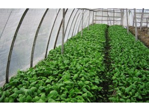 批发西红柿优质瓜果专用蔬菜防虫网全新料耐氧化蔬菜种植网棚