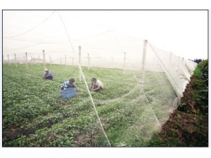 批发农用60目蔬菜防虫网全新料生产质轻耐用拼接蔬菜覆盖网罩
