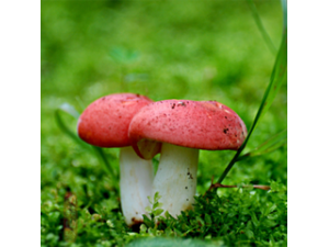 大红菌提取物大红菌多糖 正红菇提取物 真红菇速溶粉