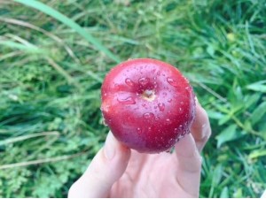 纽扣蟠桃是什么品种好吃吗如何种植