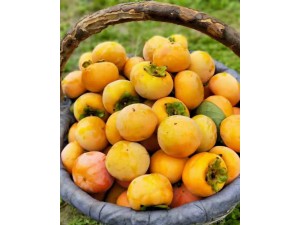 甜脆柿苗基地批发甜脆柿种植技术