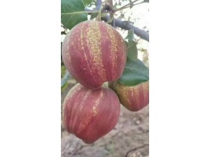 早酥红梨种植早酥红梨优质嫁接苗供应