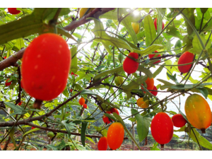 红参果苗批发红蜜果如何种植