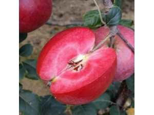 供应红肉苹果优质种苗批发