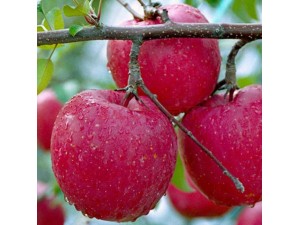 供应红肉苹果苗，红色之爱红肉苹果种植技术