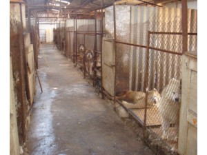 云南本地养犬场 养狗基地 常年出售各类名犬宝宝