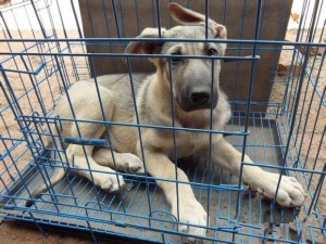 昆明本地狗場昆明犬出售賣純種昆明犬多少錢