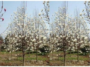 白玉兰树价格及种植经验