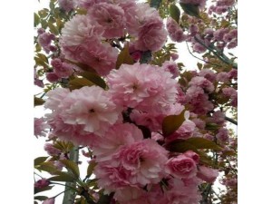 安康樱花多少钱一颗  樱花种植基地
