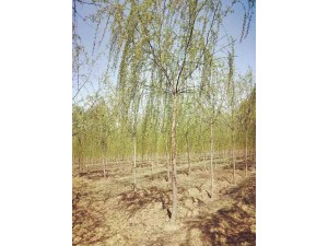 内蒙古柳树基地供应柳树苗 承接绿化树荫工程 8公分垂柳树价格
