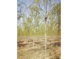西藏河边绿化柳树 8-10公分西湖垂柳 大垂柳价格