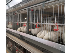 河南中州牧业智能化养殖设备8层层叠蛋肉种鸡笼热镀锌