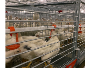 厂家中州牧业全自动化养殖设备热镀锌6层层叠蛋种肉鸡笼
