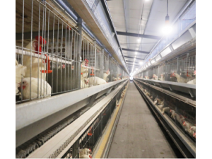 厂家中州牧业全自动化养殖设备热镀锌8层层叠蛋种肉鸡笼