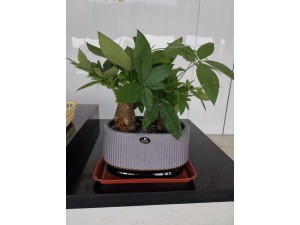 苏州緑植租赁 苏州盆栽租赁 苏州盆景租赁 苏州盆花租赁