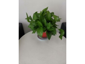 苏州吴中植物租赁 苏州吴中盆栽租赁 苏州吴中花卉租赁